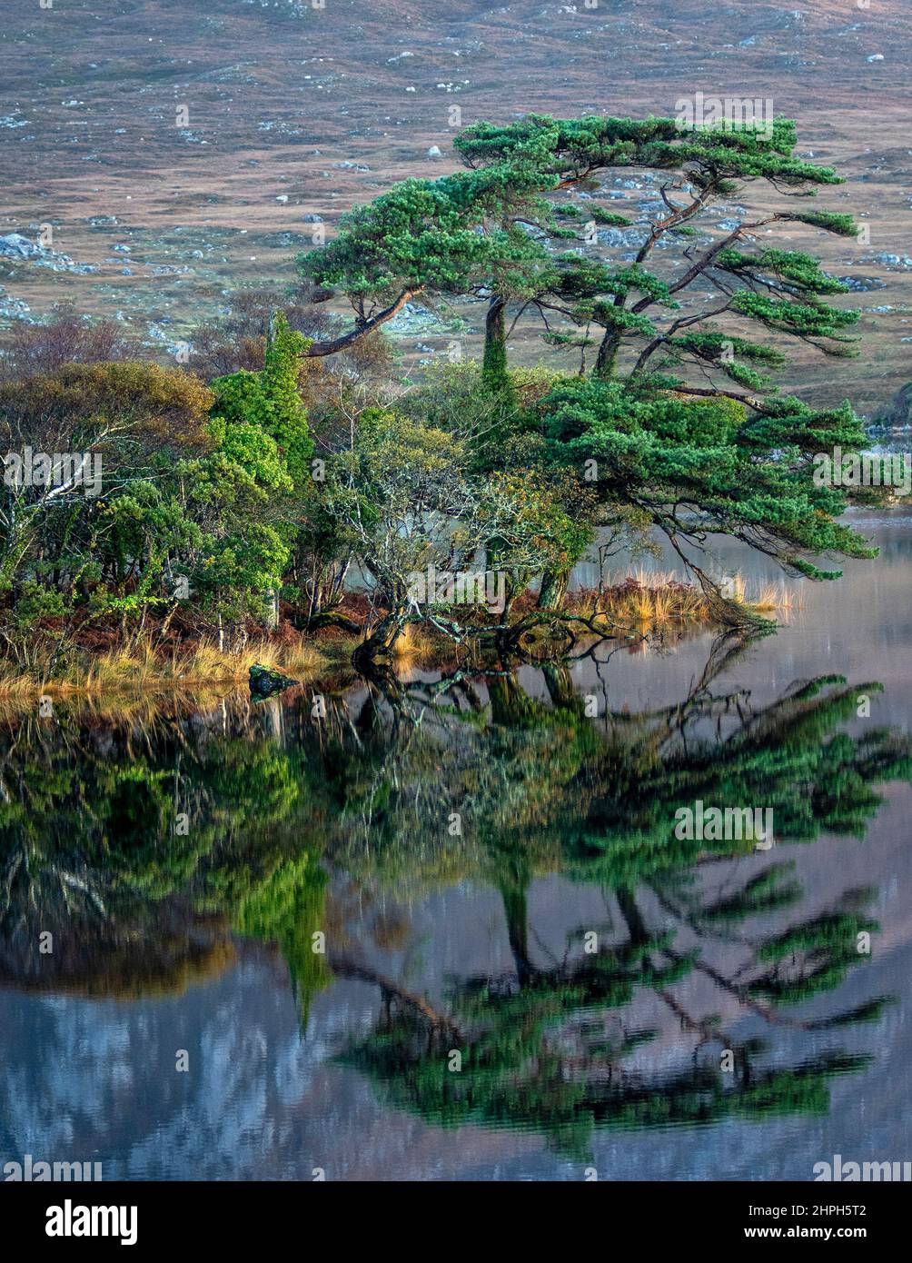 Pine Island,Derryclare Lake ,Connemara ,County Galway ,Ireland. Stock Photo