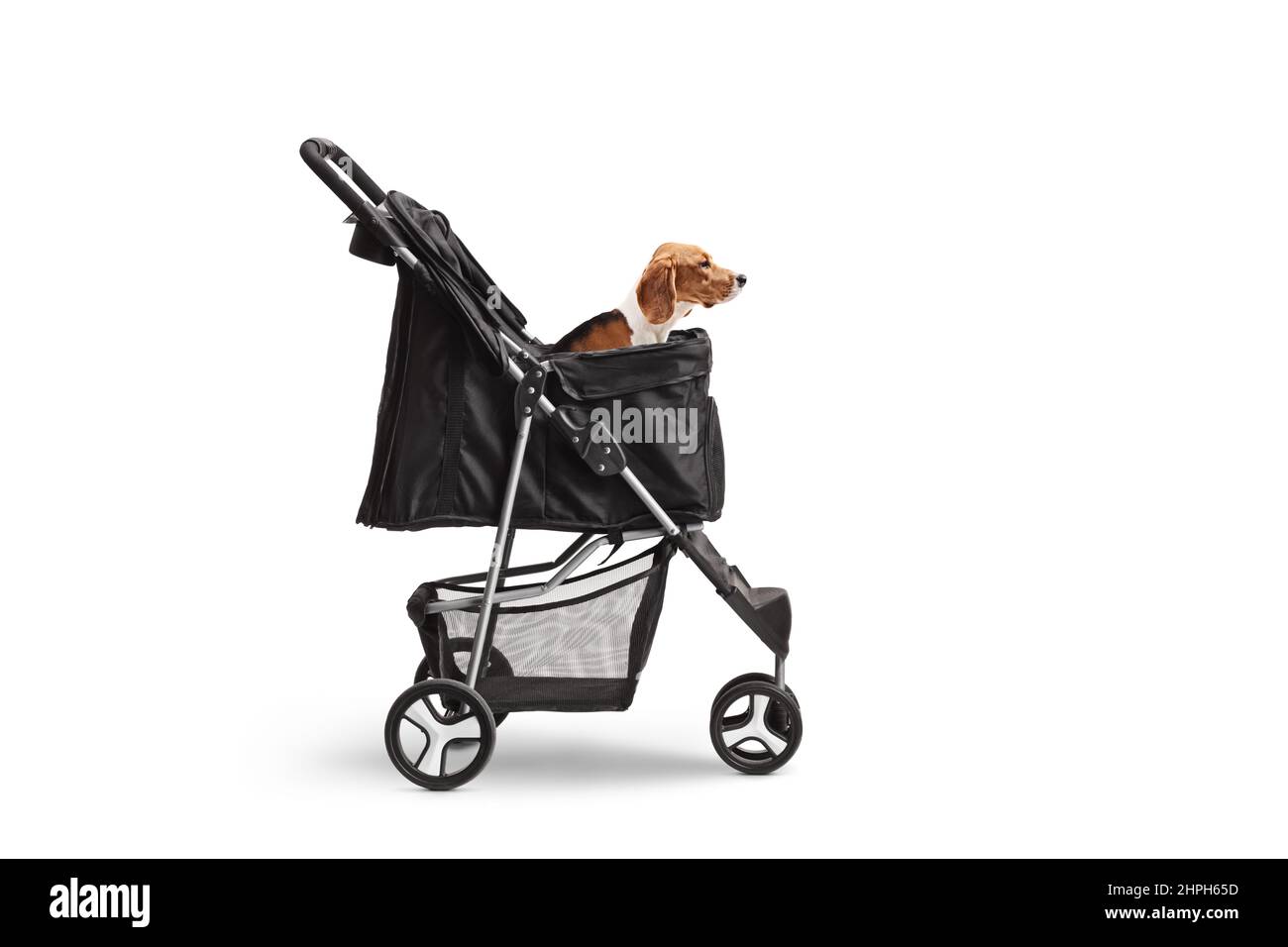 Beagle seated in a dog stroller isolated on white background Stock Photo