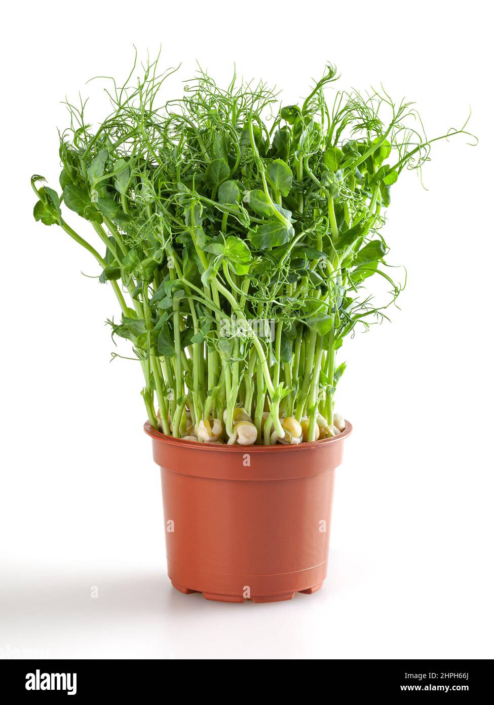 Fresh microgreens of pea in plastic pot isolated on white background Stock Photo