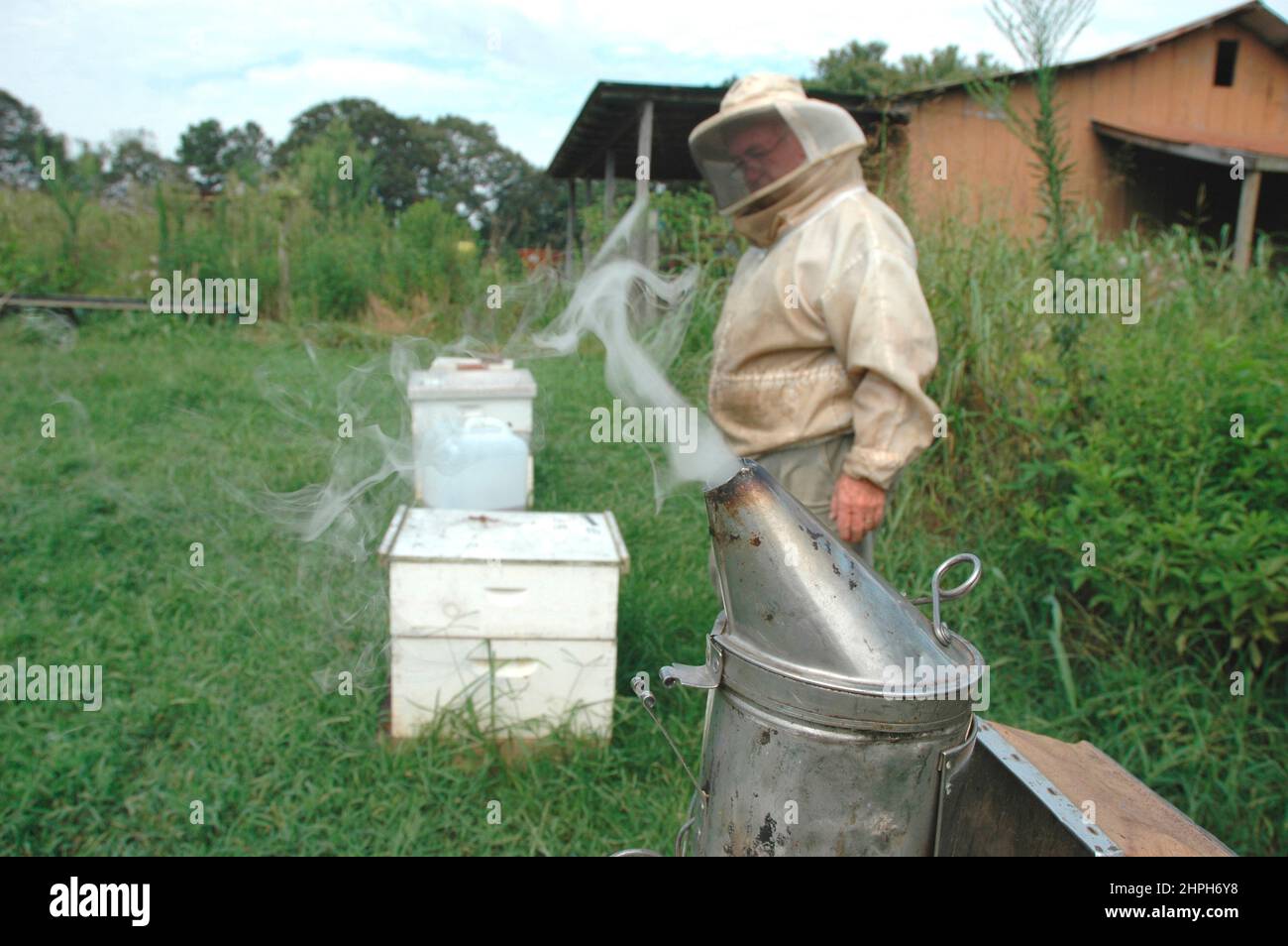 Beekeeper cleans, feeds and inspects hives for health and condition of queen and her drones for