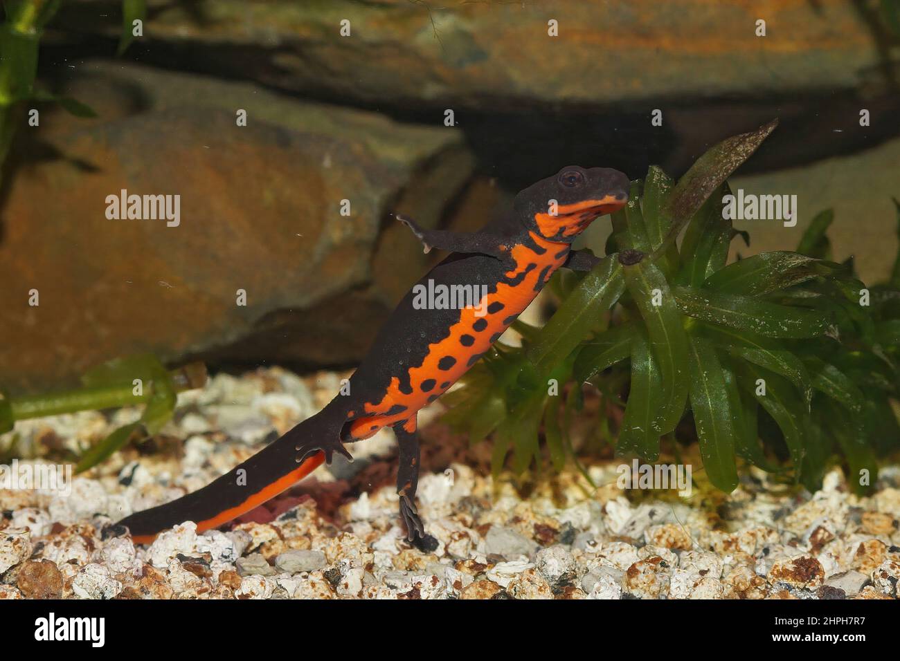 Closeup of an aquatic and gravid female Chinese firebellied newt, Cynops orientalis Stock Photo