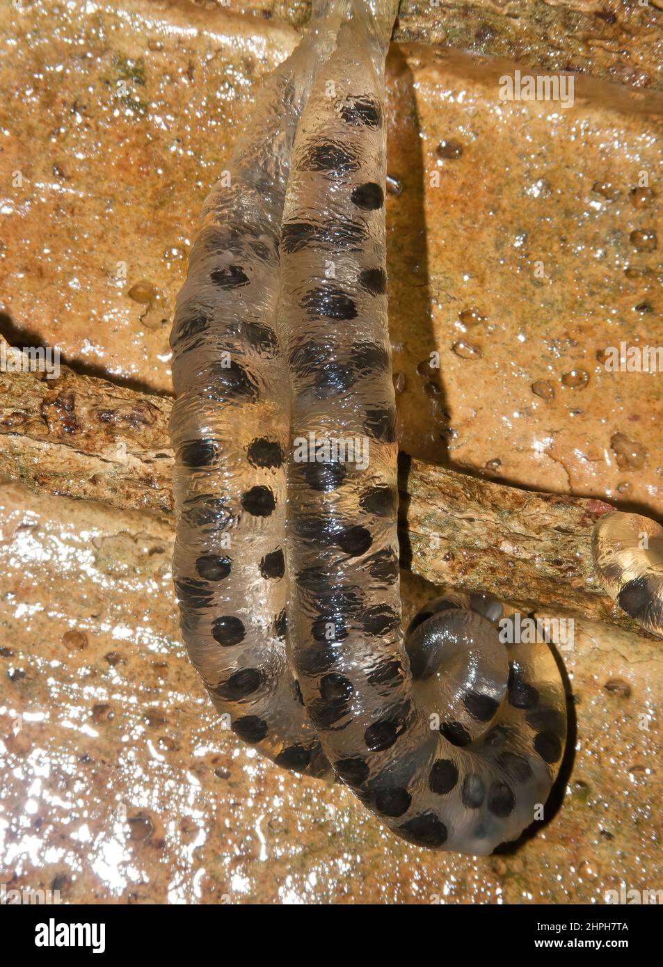 Closeup on egg-sacs of the Korean Cheju salamander, Hynobius leechi quelpartensis Stock Photo