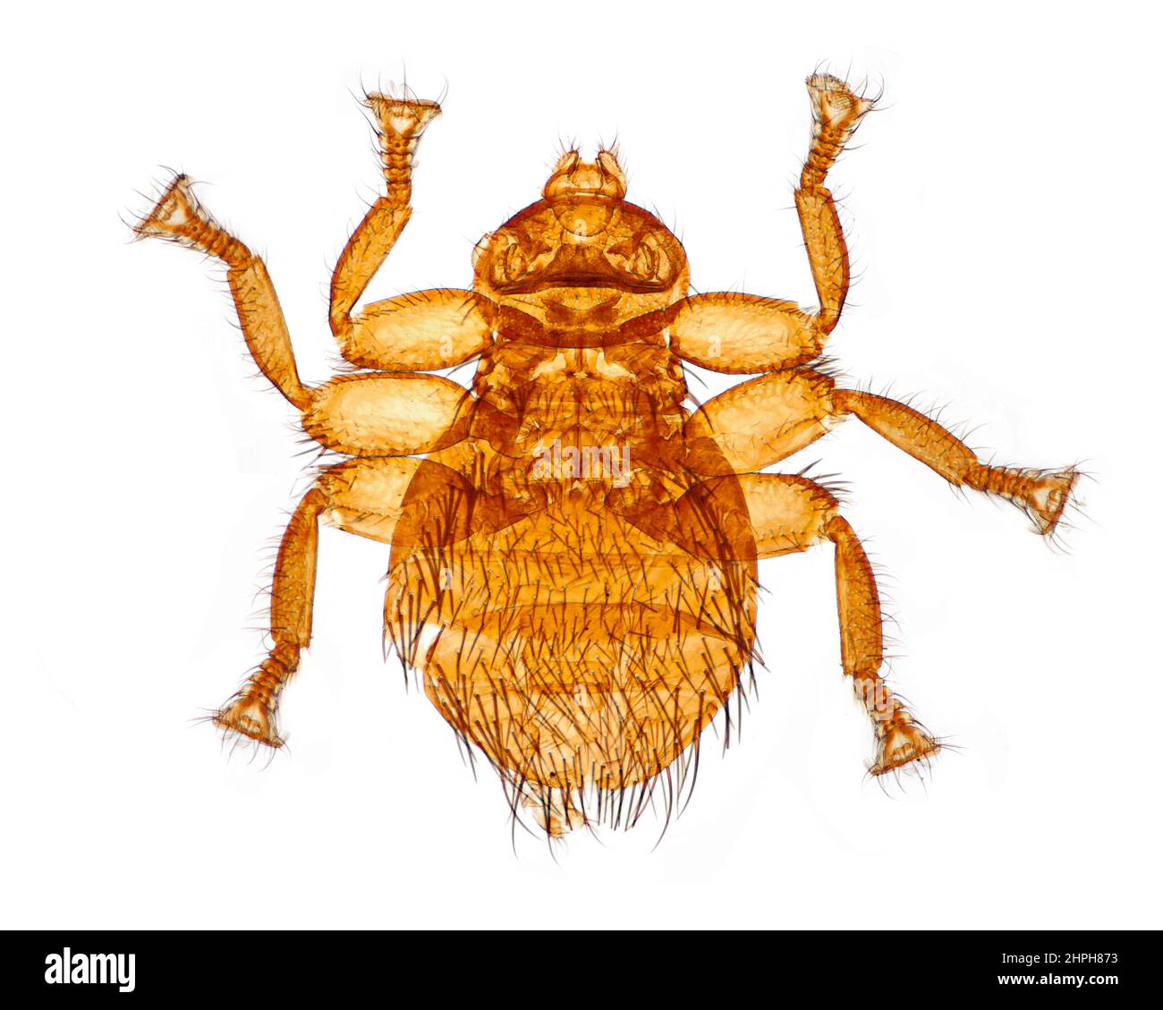 Braula fly louse, brightfield photomicrograph Stock Photo