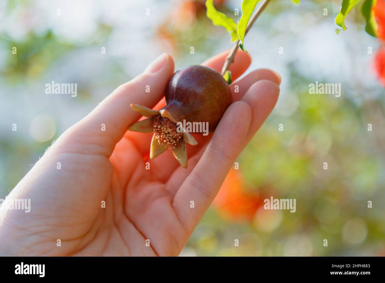 Small pomegranate in female hand. Process of growing and harvesting Red pomegranate fruit In garden on farm. Woman picks a small red pomegranate Stock Photo