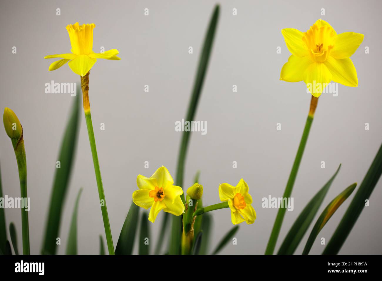 Yellow Narcissus Flowers, Some of the First Springtime Flowers, Indicators that Winter is Over Stock Photo
