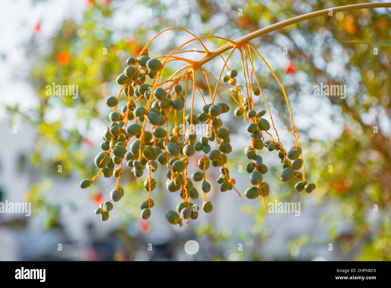 Green Date fruit Farming maturation process. Growing Date fruit on palm trees In Egypt.  Stock Photo