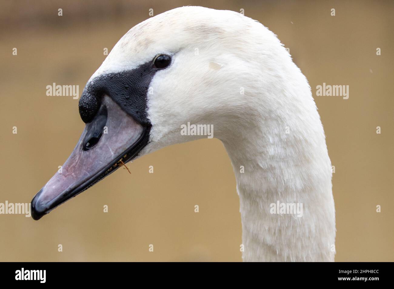 Juvenile Mute Swan Stock Photo Alamy