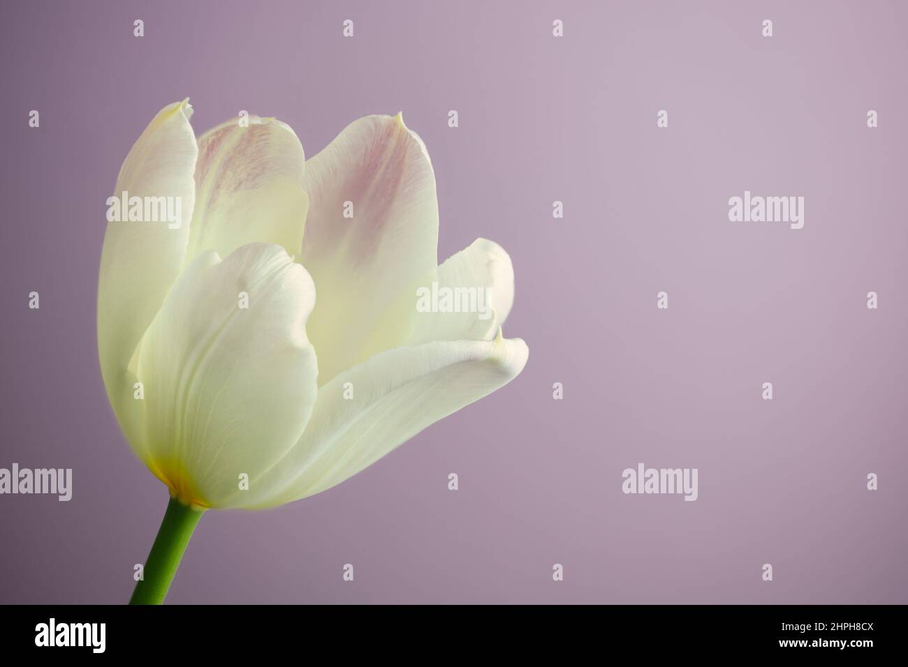 Beautiful Cream White Tulip Flower, Symbolizing Peace or Sense of