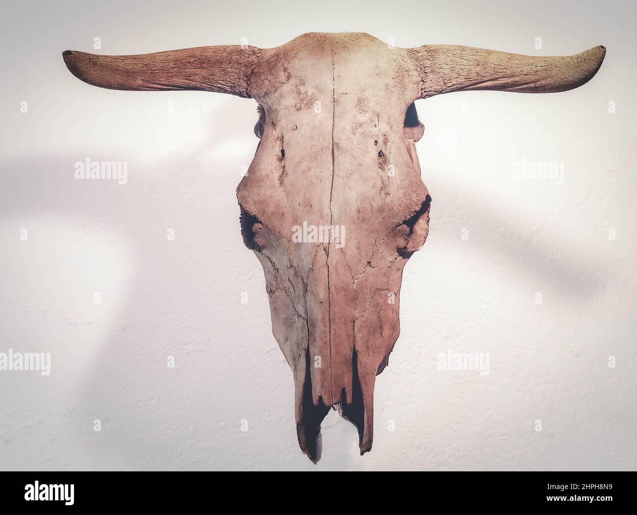 cow's skull Stock Photo