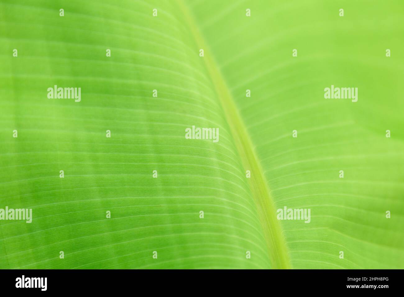 Tropical banana palm tree green leaf Close up texture as background. Natural eco background of exotic banana palm leaves plant foliage texture. Summer Stock Photo