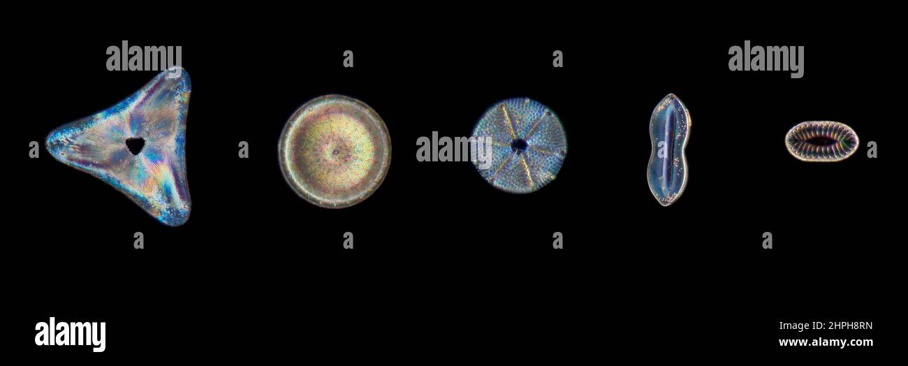 Diatom group, Coscinodiscus sp Stock Photo