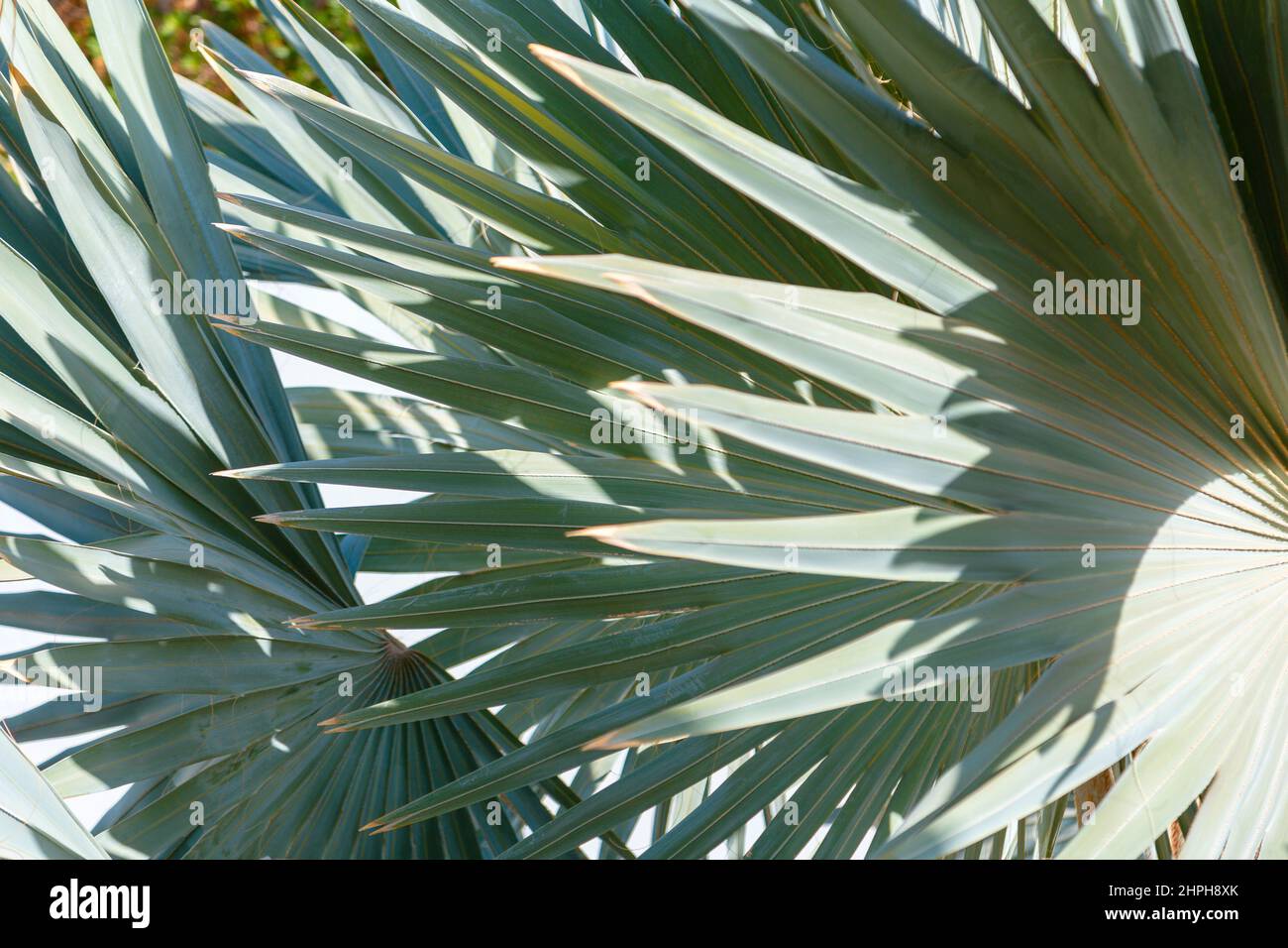 Tropical palm tree green leaves With beautiful shadows as background. Natural eco background of exotic palm leaves plant foliage texture. Creative Stock Photo