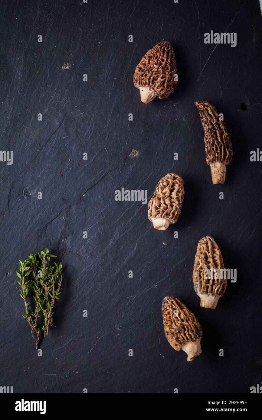 Composed studio image of Morel mushrooms against a dark background. Suitable for a cook book. Stock Photo