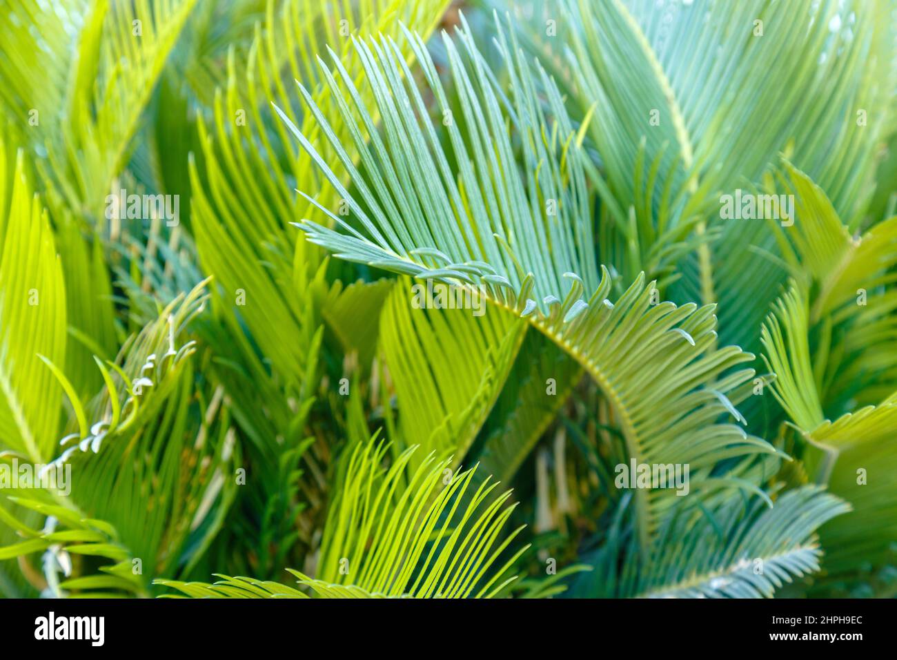 Tropical palm tree green leaves as green botanical background. Natural