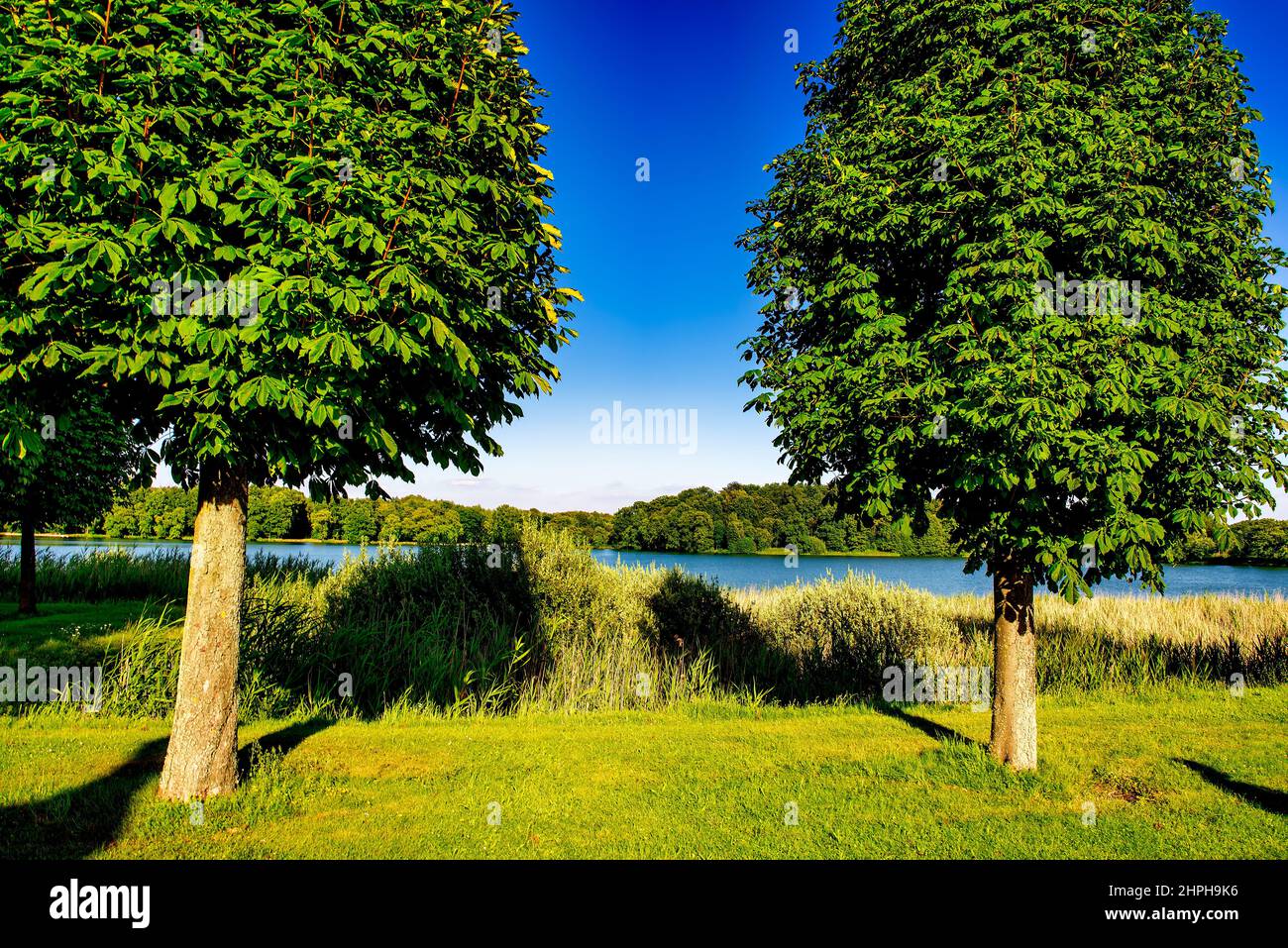 Couple of green trees on a beautiful meadow along the river on a sunny day Stock Photo
