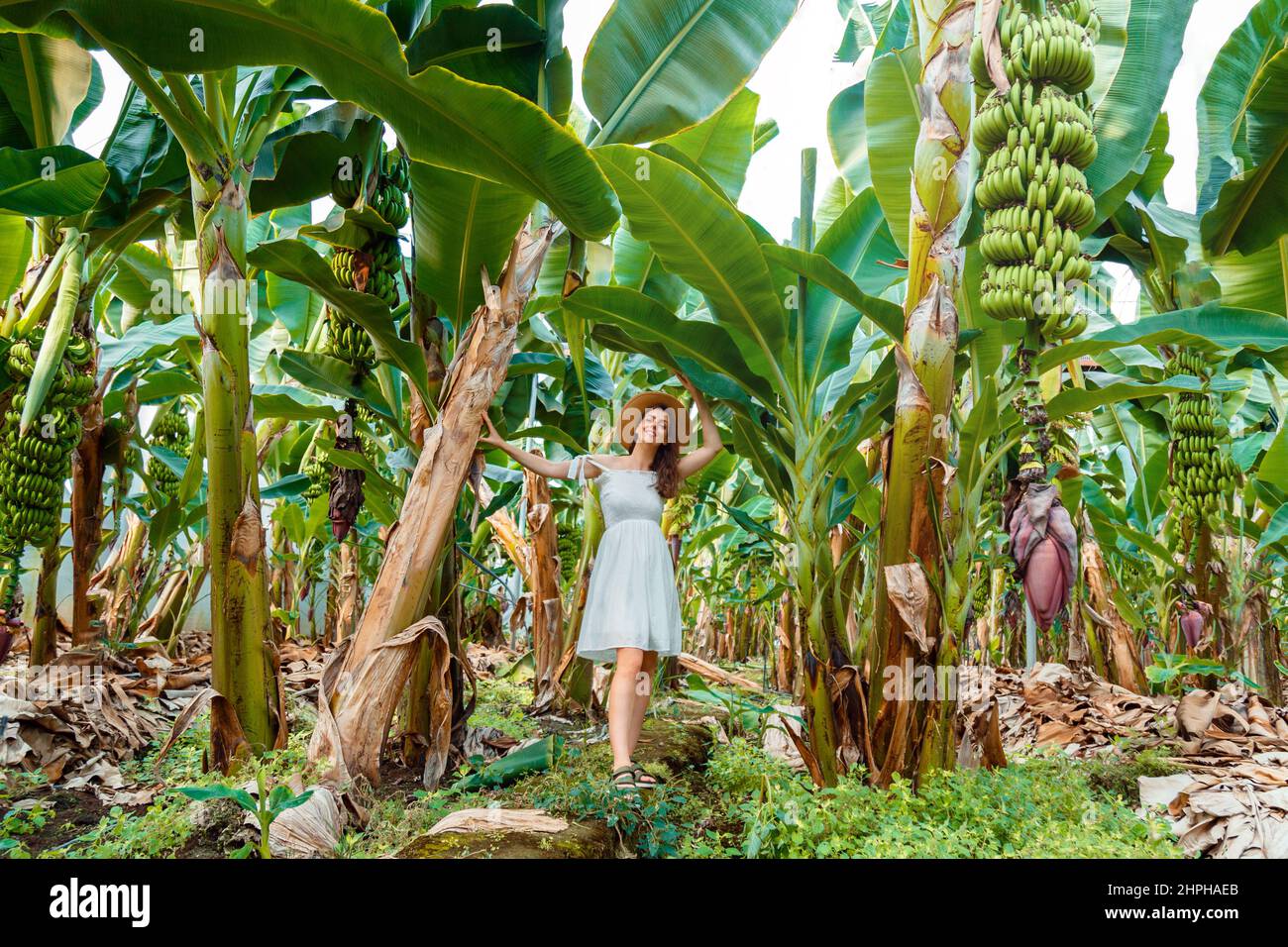 Beautiful woman traveler in dress and hat walks in Banana plantation, tropical garden, jungle or farm. Green tourism, exotic fruits banana producing. Stock Photo