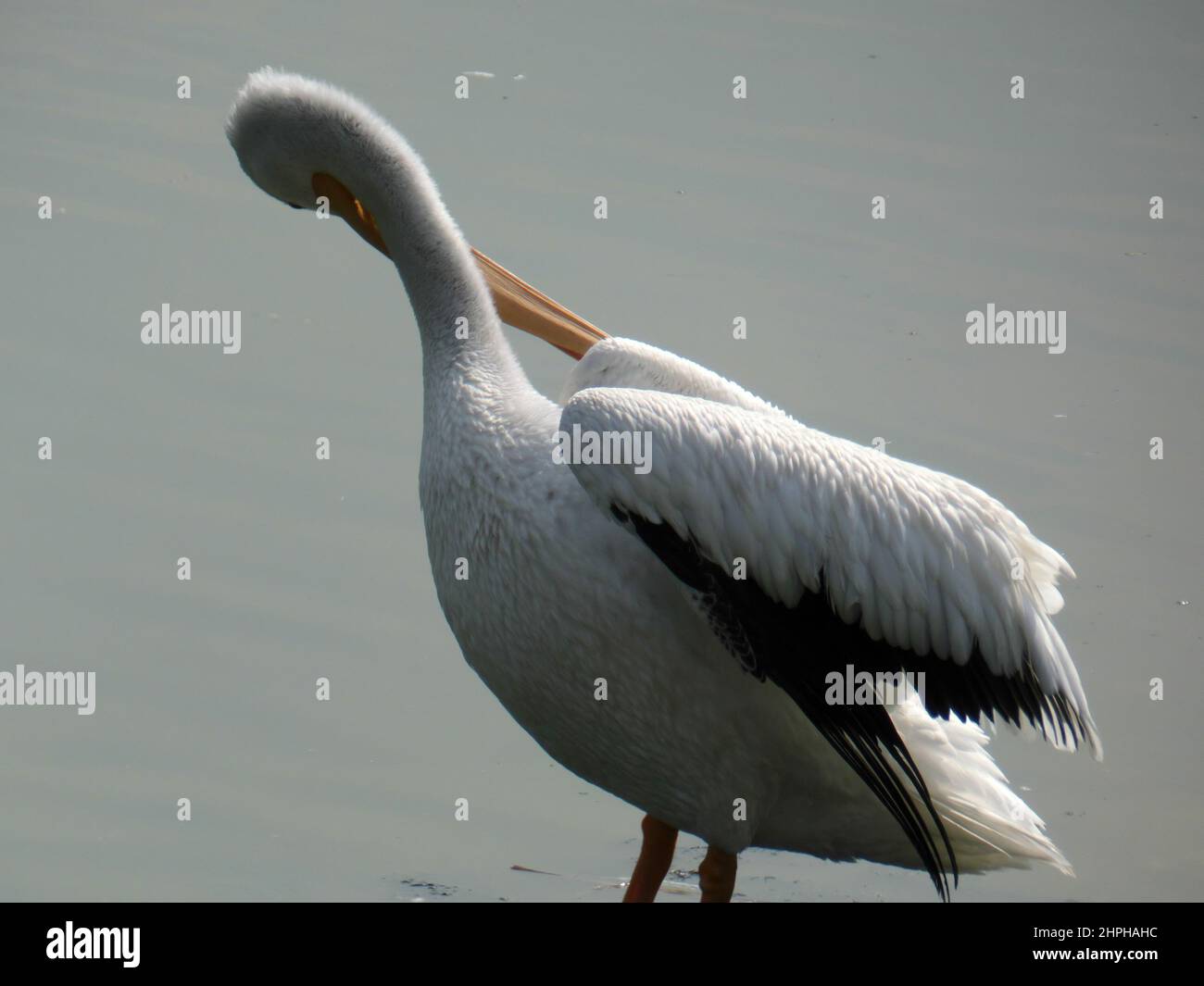 San Juan de Aragon lake, seasonal refuge for migrating birds in Mexico City. Stock Photo