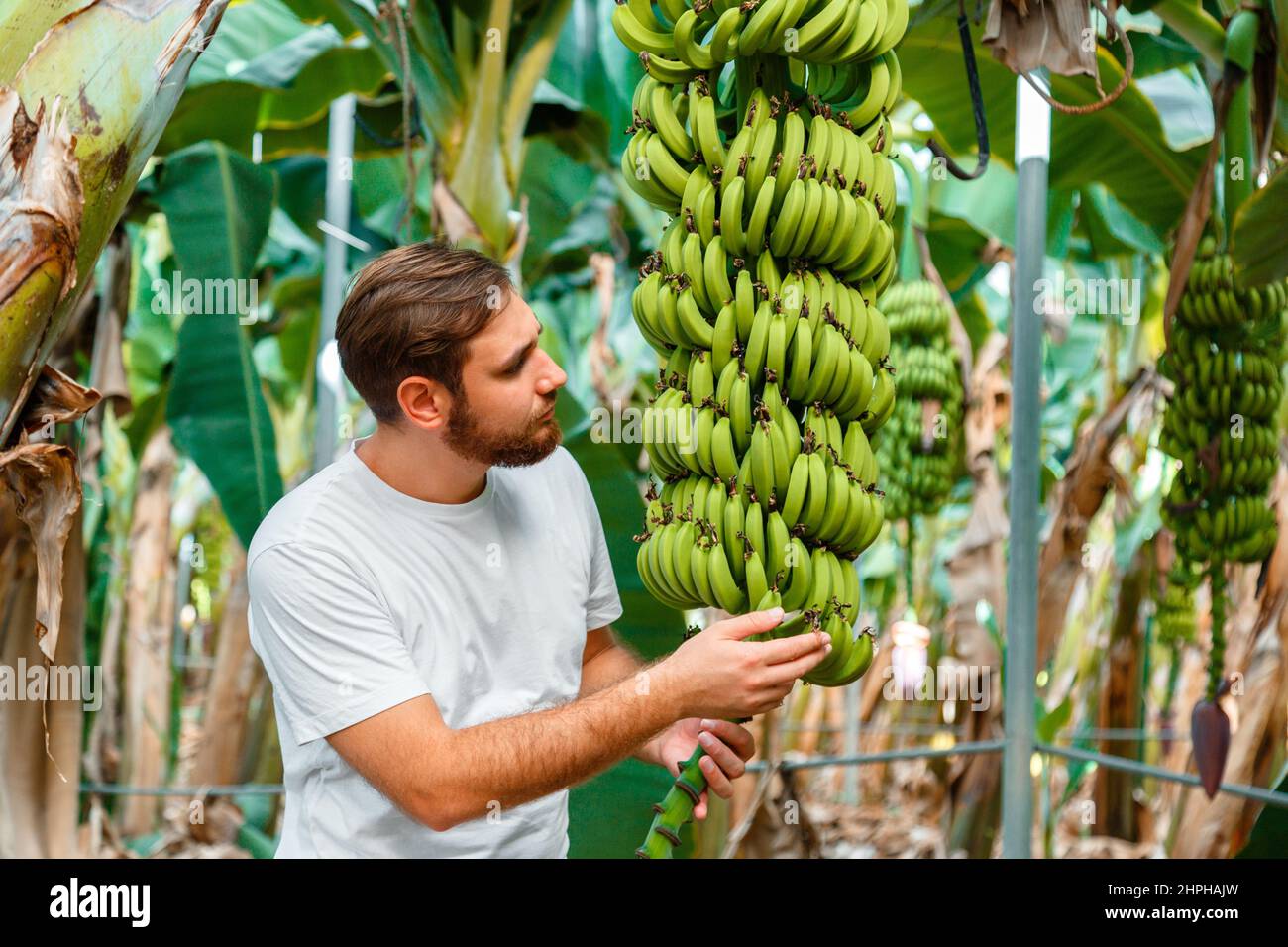 Man Farmer agronomist checks the fruits banana harvest from young palm trees against plantation, tropical garden, rural farm. Banana fruit production Stock Photo
