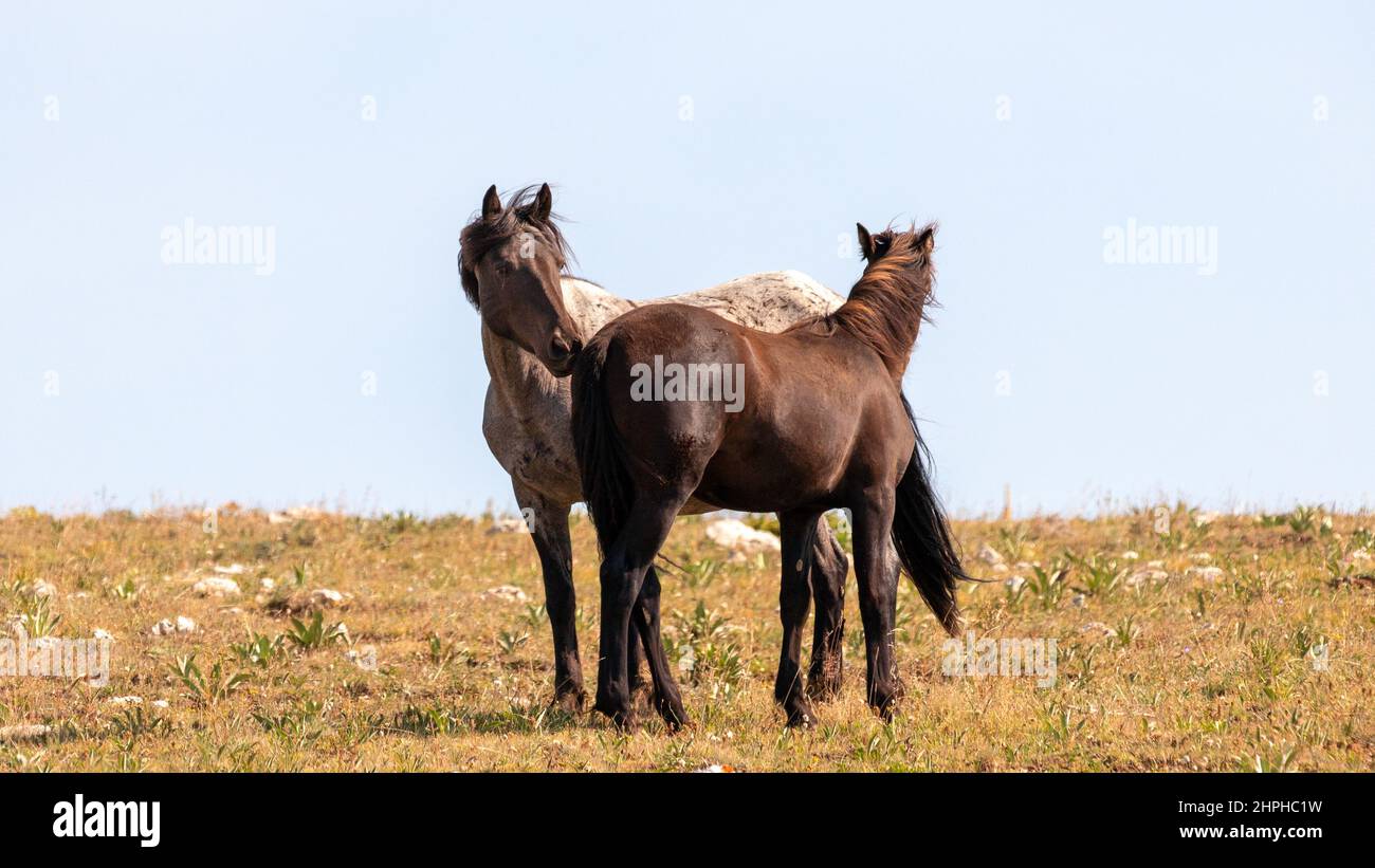 Two young male wild horse mustangs in the Pryor Mountains wild horse refuge in Montana United States Stock Photo