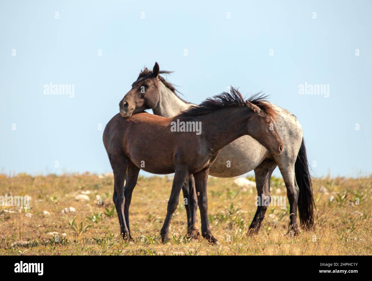 Young black sorrel and blue roan wild horse mustangs colts in the Pryor Mountains wild horse refuge in Montana United States Stock Photo
