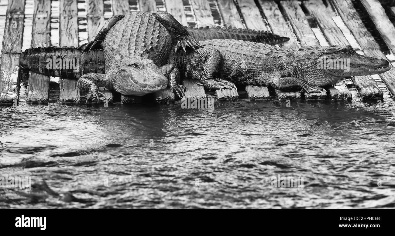 American Florida Alligator On Dock Florida Crocodiles Everglades Stock Photo