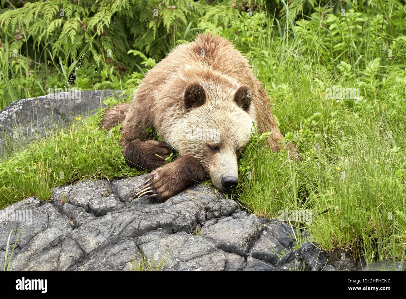 Sleeping brown baby grizzly bear. Stock Photo