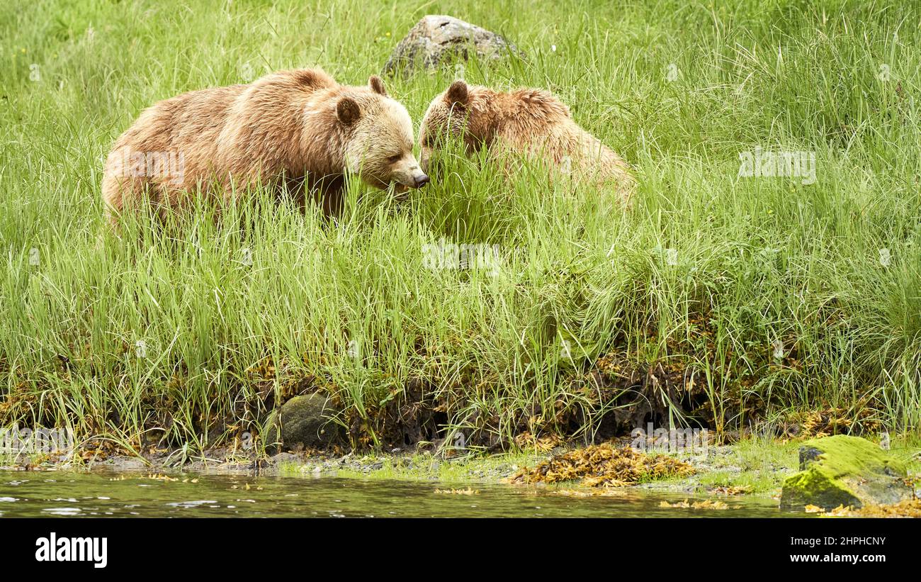Two grizzly bears eating grass. Stock Photo