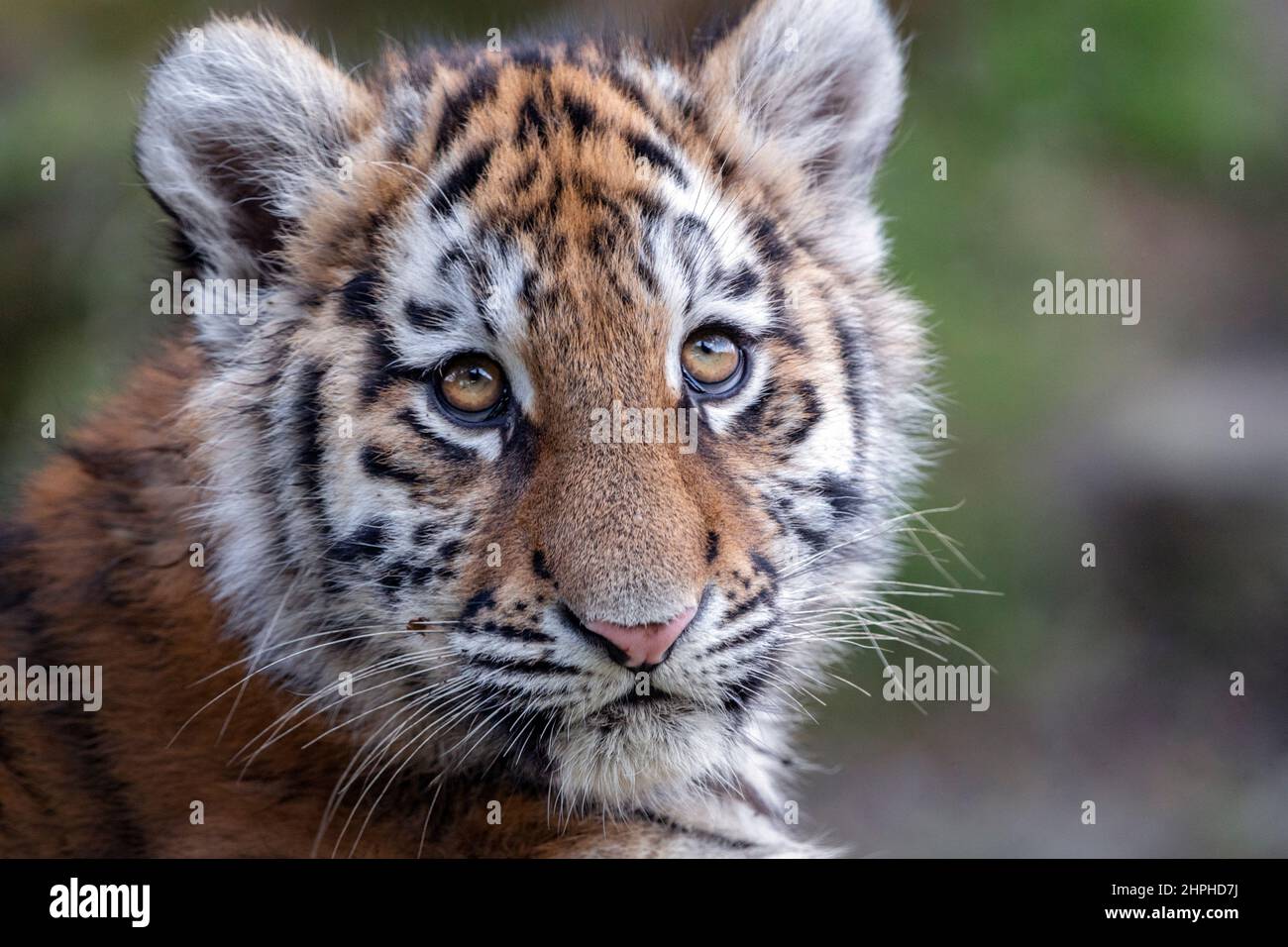 Amur (Siberian) tiger cub looking up Stock Photo