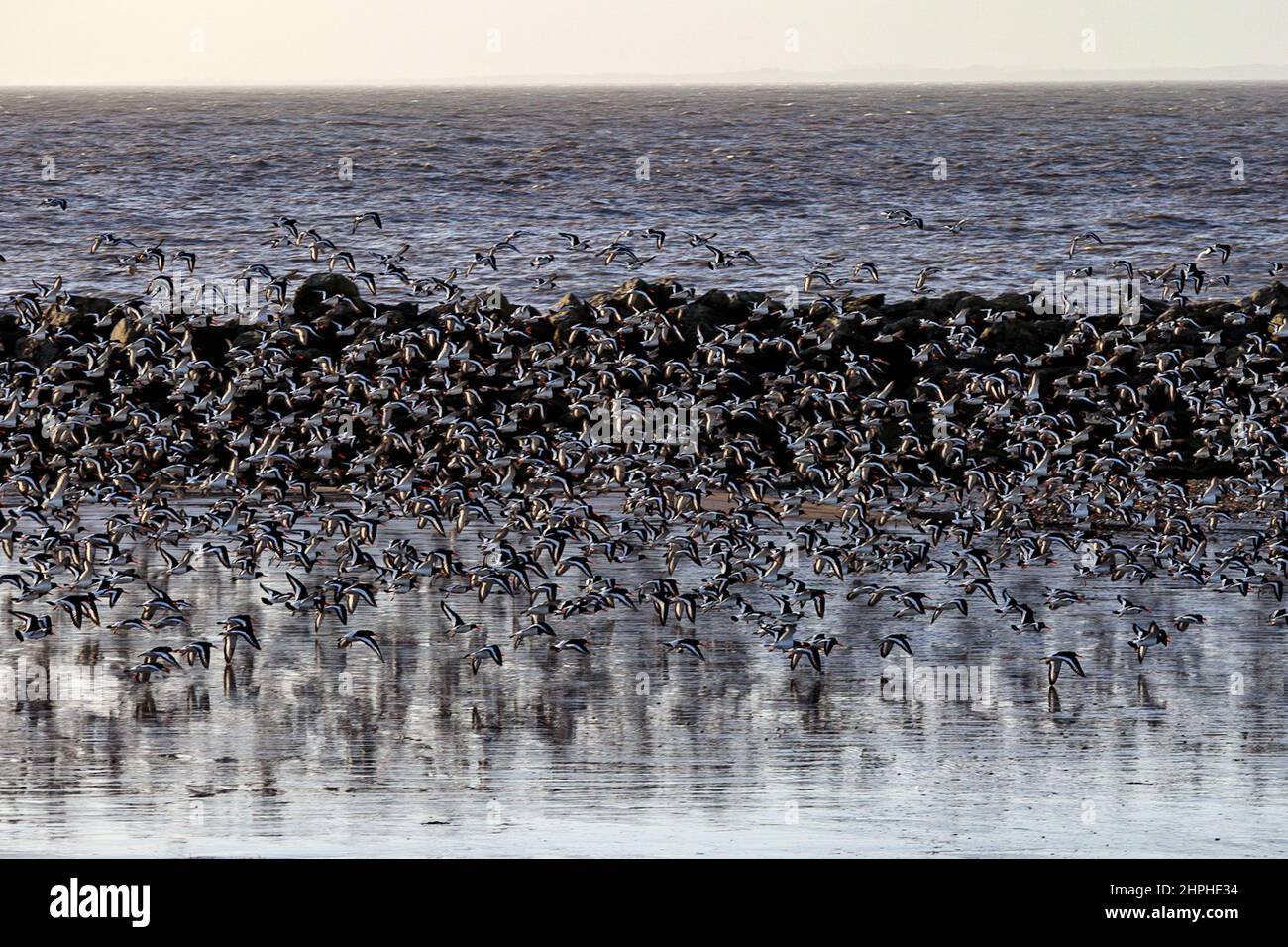 Heysham Lancashire, United Kingdom. 21st Feb, 2022. Ouster catchers on the beach at Heysham as the tide recedes Credit: PN News/Alamy Live News Stock Photo