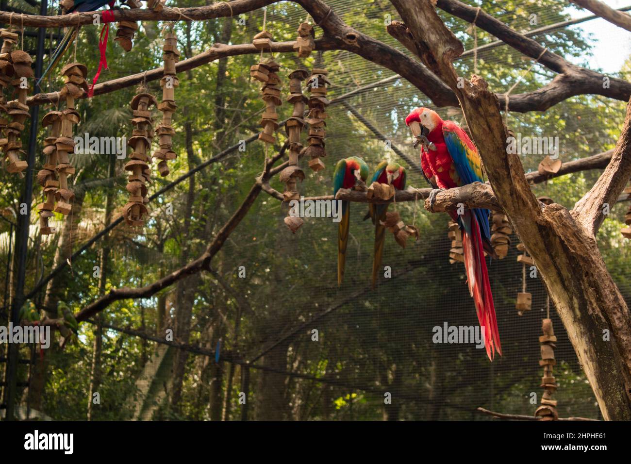 Colorful Macaw Birds in Foz do Iguacu Bird Park (Parque das Aves) near ...