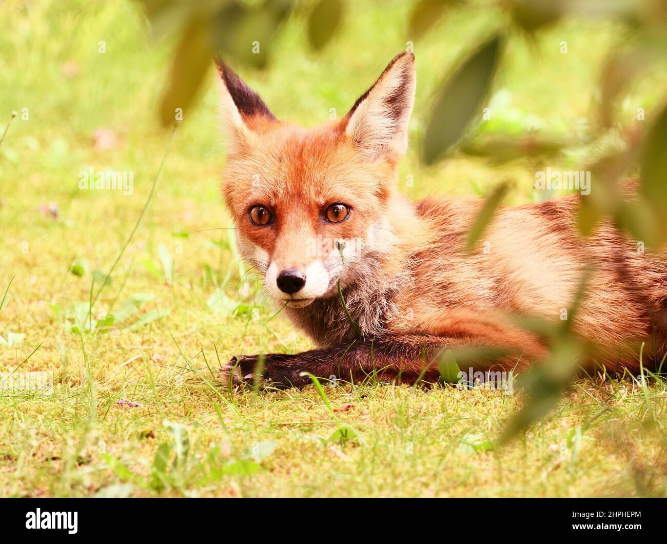 Berlin, Germany. 10th June, 2021. 10.06.2021, Berlin. A fox (Vulpes vulpes) lies on a patch of grass in a front garden in the red light of the evening sun. Gardens, parks and cemeteries have become an important habitat for many wild animals in the city. Credit: Wolfram Steinberg/dpa Credit: Wolfram Steinberg/dpa/Alamy Live News Stock Photo