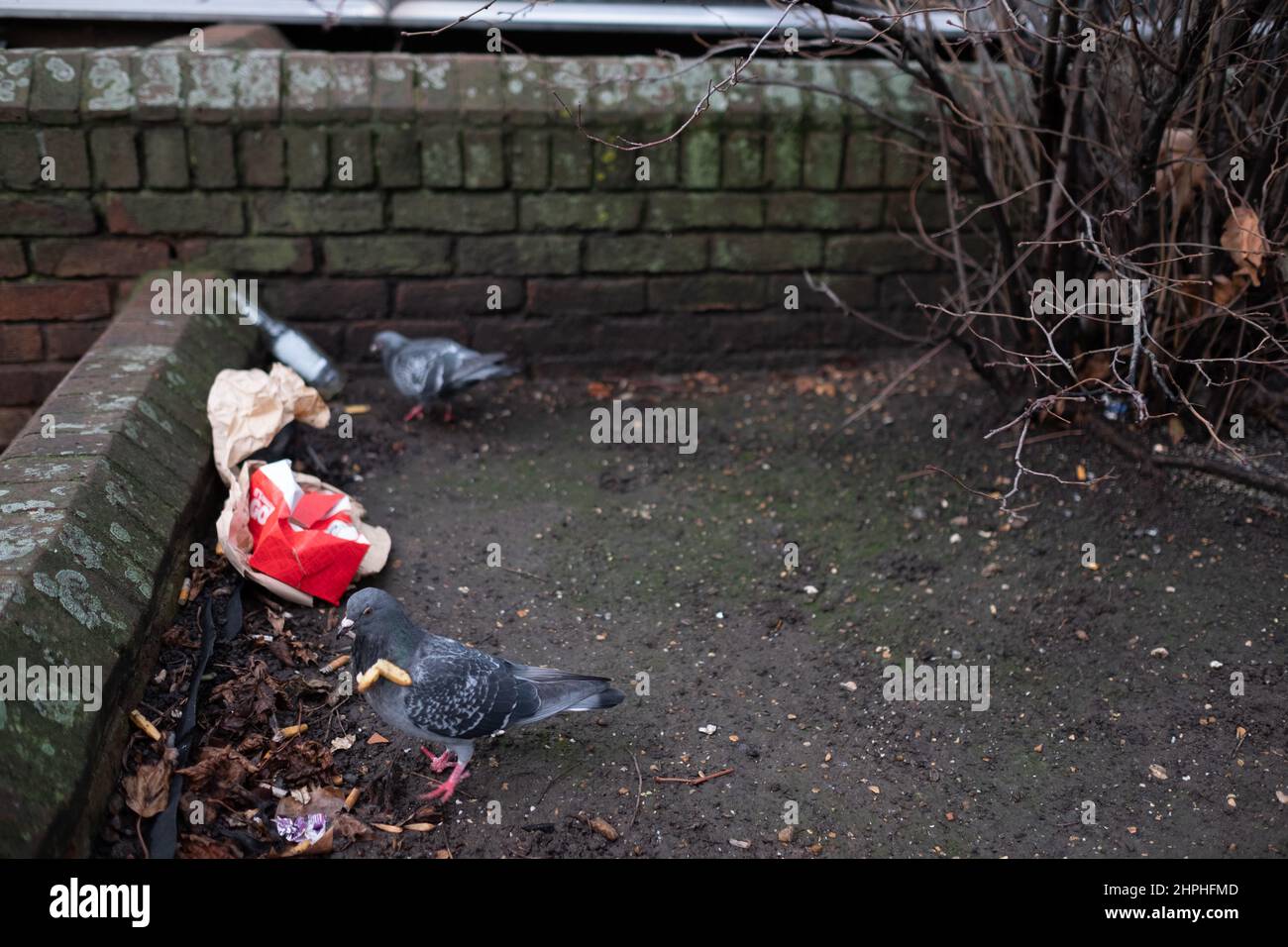 Pigeons making light work of the contents of a discarded fast food box. Stock Photo