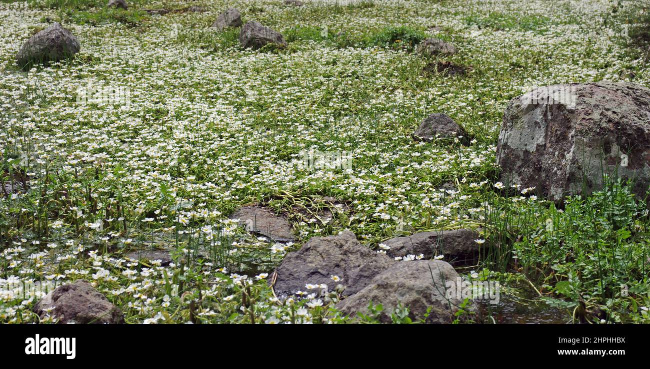Sardinia, Bolotana(NU), Natural reserve Pabude Ortachis, Crowfoot (ranunulus) blooming Stock Photo