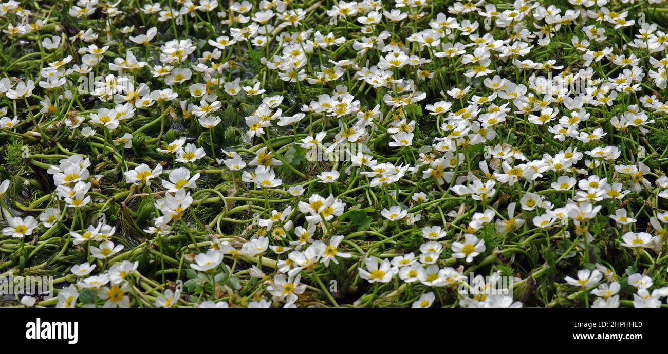 Sardinia, Bolotana(NU), Natural reserve Pabude Ortachis, Crowfoot (ranunulus) blooming Stock Photo