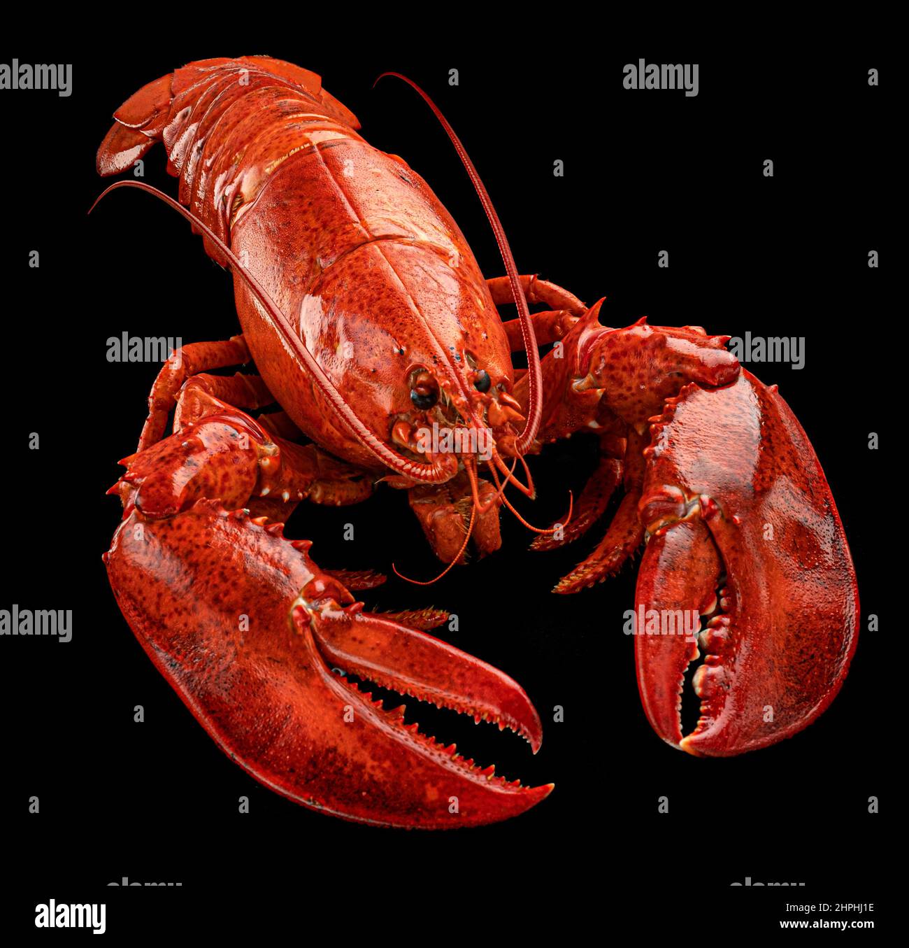 Cooked lobster on black background Stock Photo