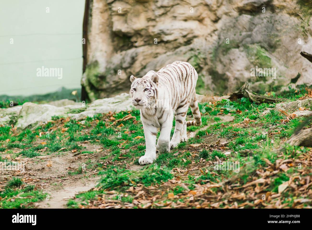 Copito de nieve, gorila albino. Zoológico de Barcelona Stock Photo - Alamy