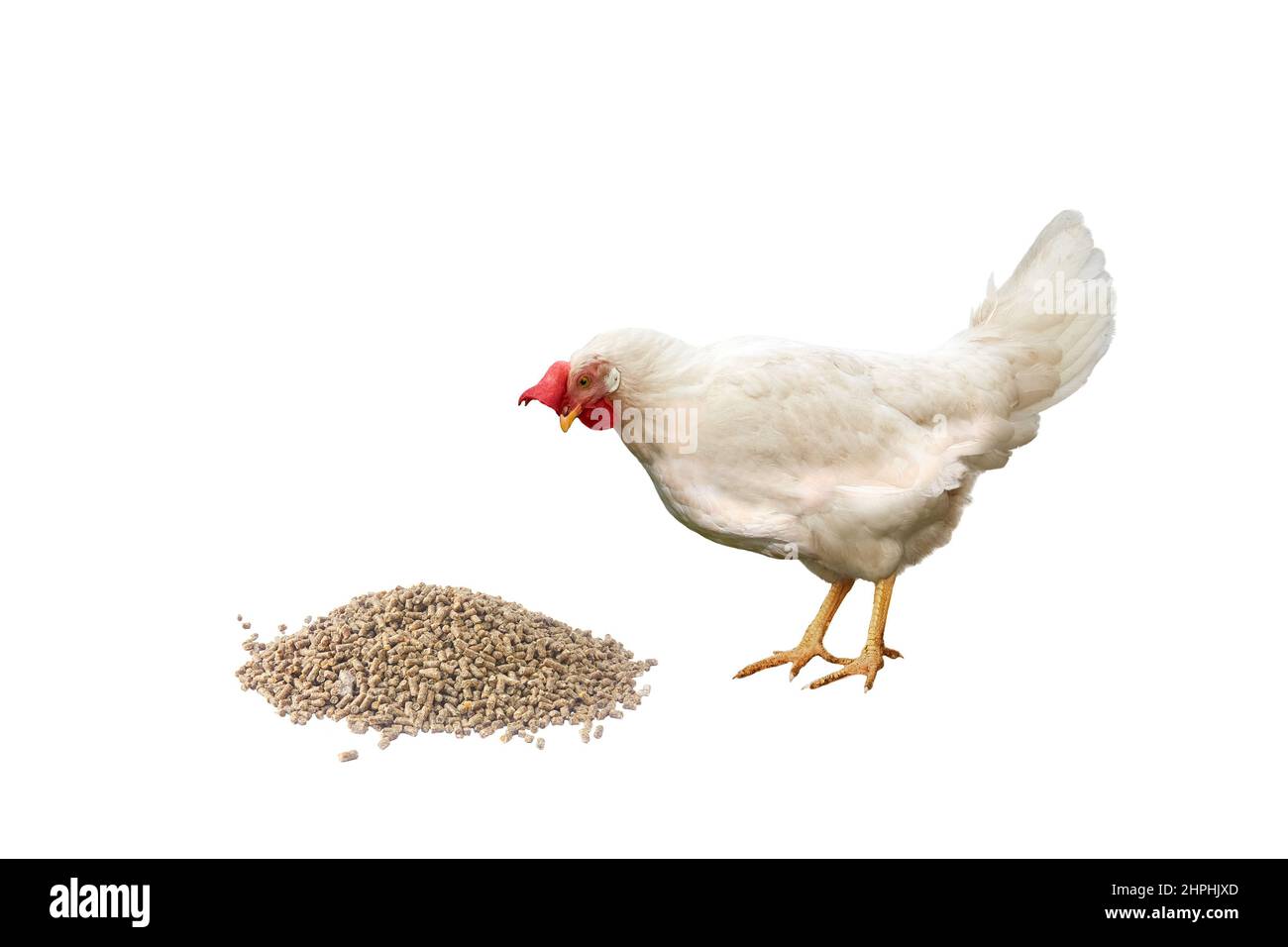 White hen with red comb looks at granulated chicken feed Stock Photo