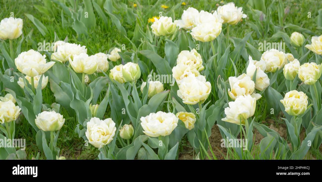 White tulips that look like peonies on a blurred background, horizontal format Stock Photo