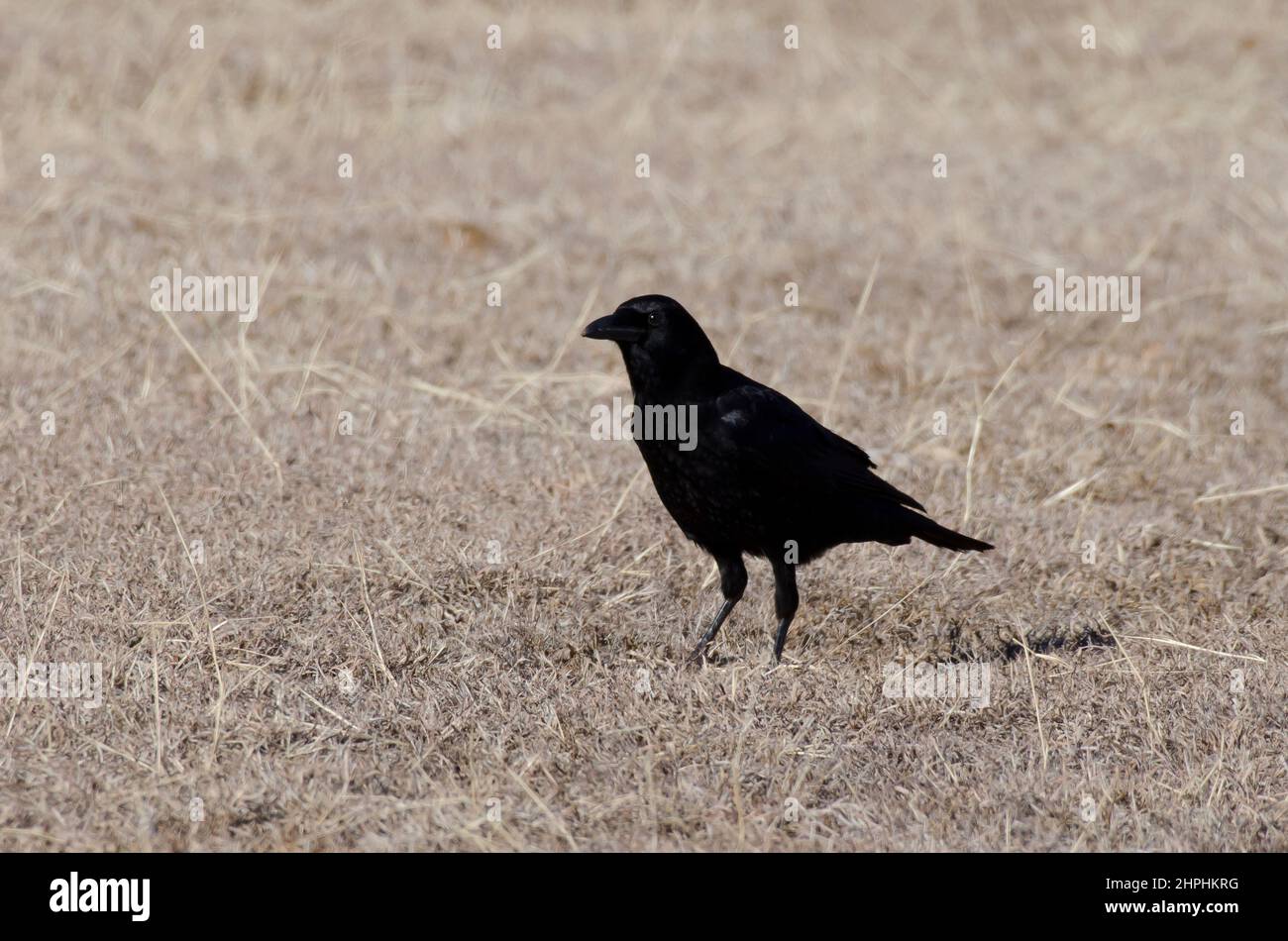 American Crow, Corvus brachyrhynchos Stock Photo - Alamy