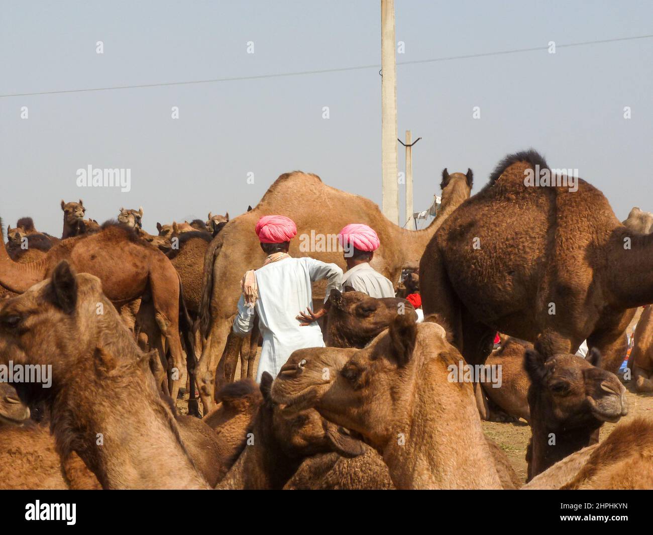 camelfair in Pushkar, Rajastan, India Stock Photo