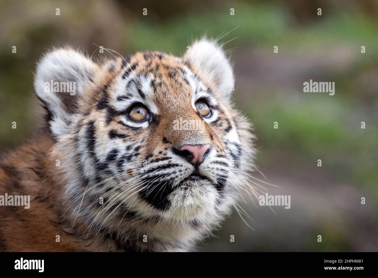 Amur (Siberian) tiger cub looking up Stock Photo