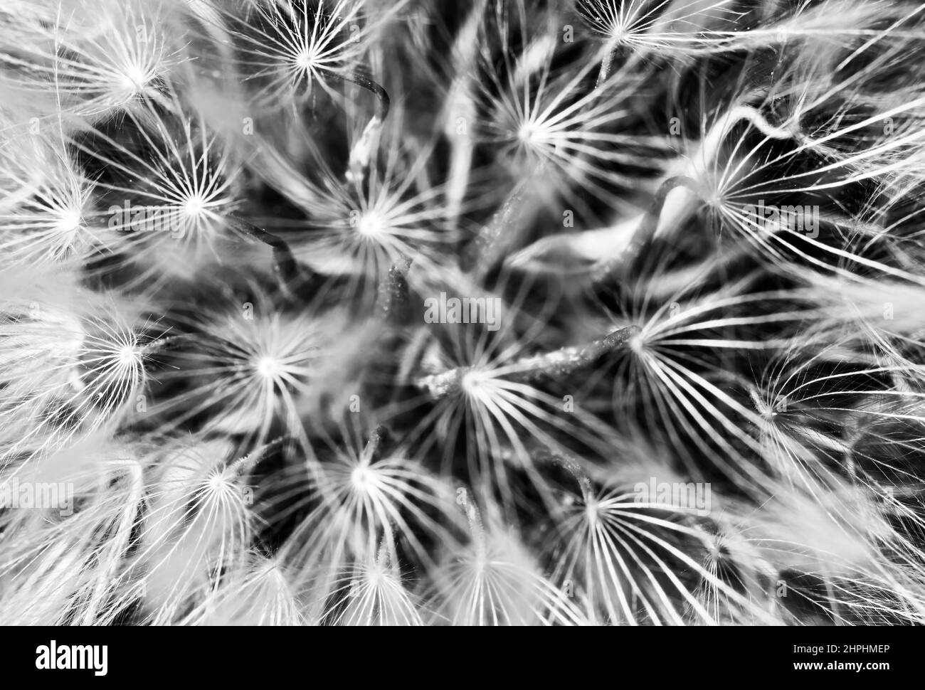 Dandelion detail hi-res stock photography and images - Alamy