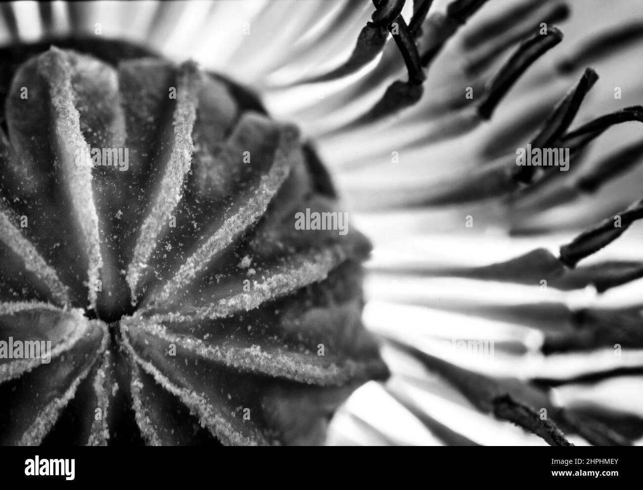 Opium poppy Black and White Stock Photos & Images - Alamy
