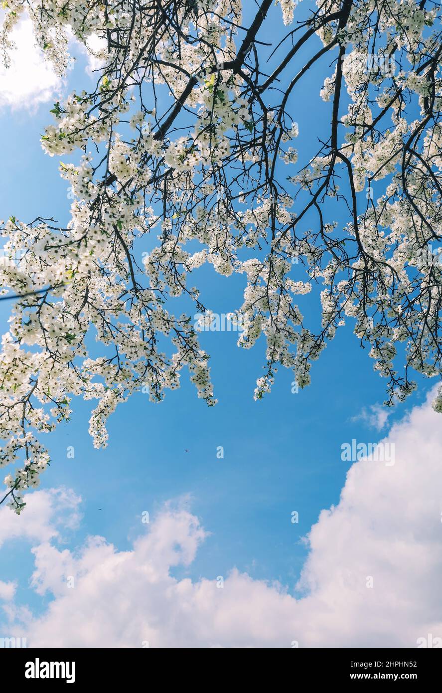 blue bright sky and branches of cherry blossom tree with white flowers Stock Photo