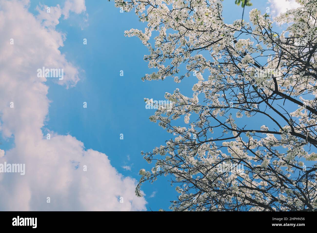 blossom cherry tree, white bloom flowers in branches and cloudy sky Stock Photo