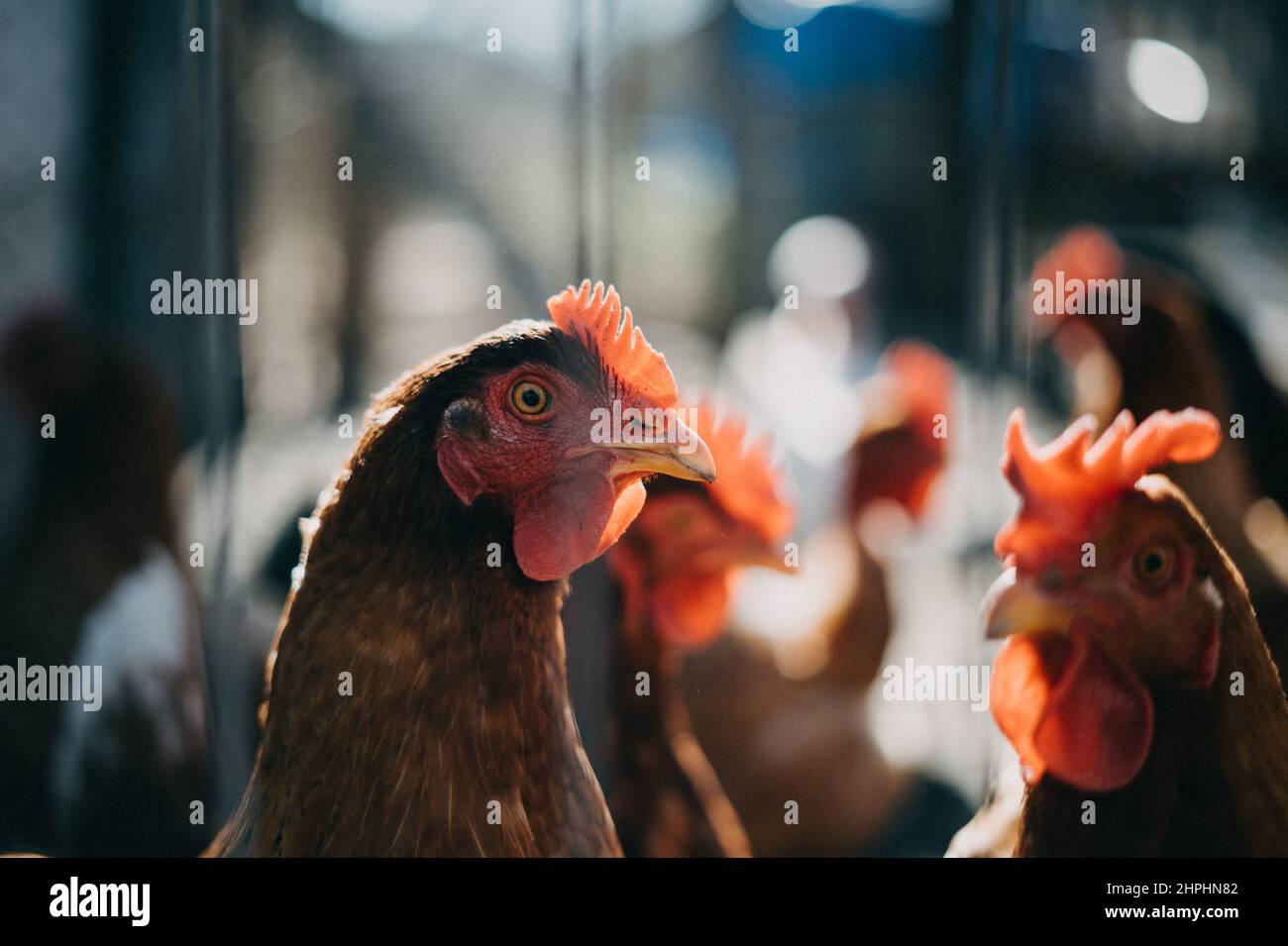 Free range healthy chickens on organic farm Stock Photo Alamy