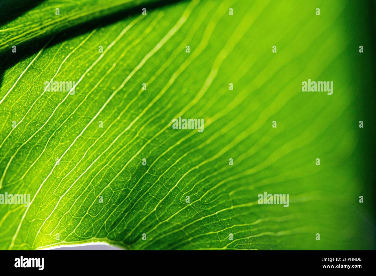 Patterned green texture hi-res stock photography and images - Alamy