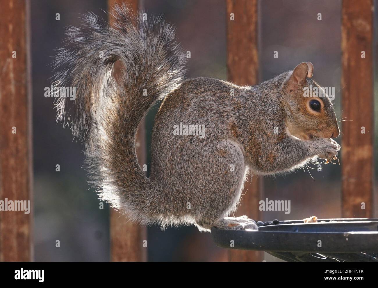 Squirrel on the garden deck Stock Photo