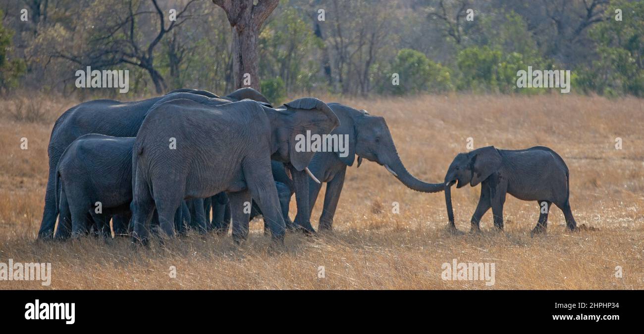 Herd of African Elephants welcoming back young calf in Kruger National Park in South Africa RSA Stock Photo
