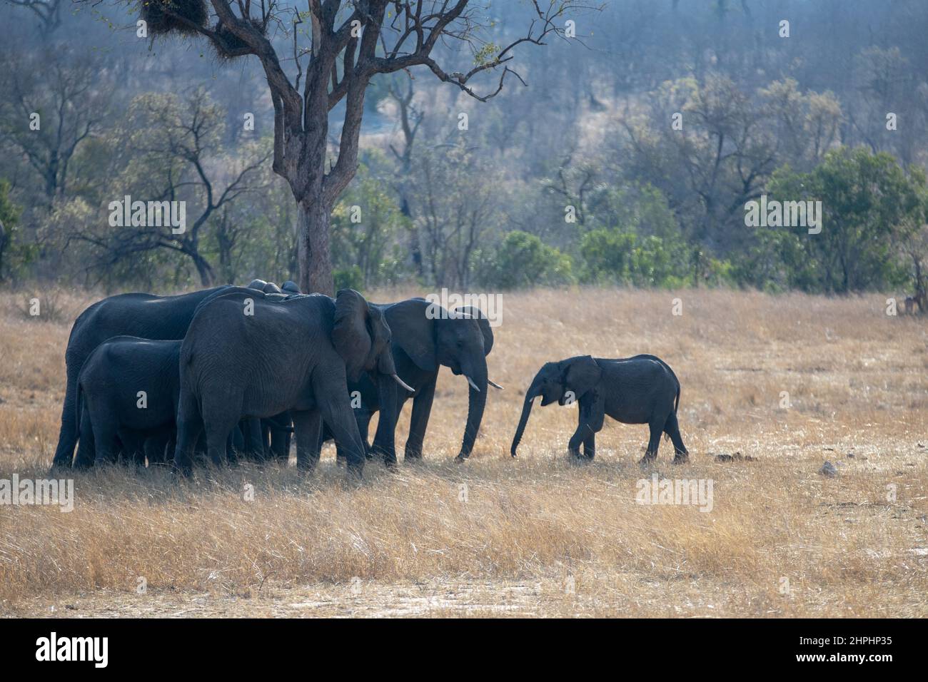 Herd of African Elephants with young calf Stock Photo